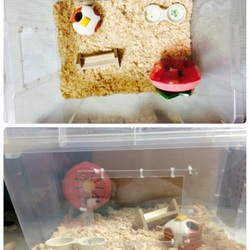 「兄弟（シンとマコト）が我が家の家族になりました。」サムネイル3