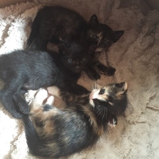 元気いっぱい子猫 サビ・クロ・ミケ