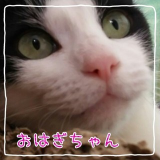 美人で甘えっ子な【おはぎちゃん】