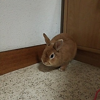 ウサギの里親募集中