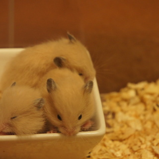 ★キンクマの赤ちゃん★残り1匹!!