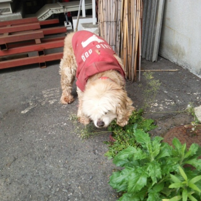 ＮＥＫＯＤＡＹＯＲＩのカバー写真