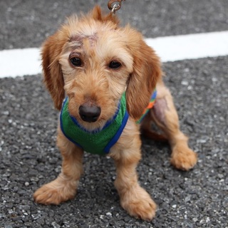 元気じるしダックスムサシ君