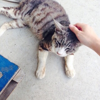 人懐こいネコちゃんです