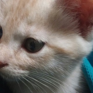 やんちゃな男の子のとら