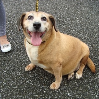 呼ぶと尻尾を振って来てくれる女の子です