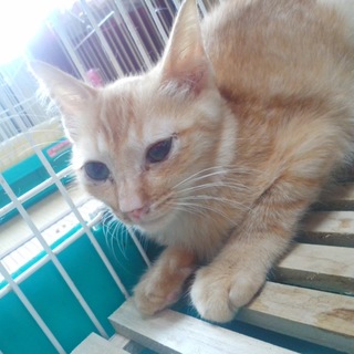 お昼寝大好き♪のんびり屋の虎猫の女の子です