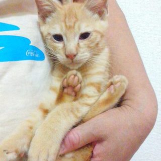 遊ぶのが大好き！やんちゃな茶トラの男の子