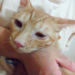 とっても甘えん坊な茶トラの男の子♪