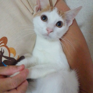 尻尾の縞々が可愛いの茶白のぶち猫ちゃんです♪