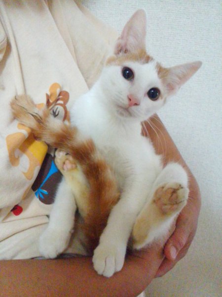 尻尾の縞々が可愛いの茶白 兵庫県 猫の里親募集 ペットのおうち 月間利用者150万人