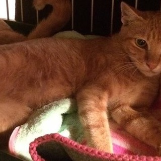 可愛い茶トラのメスが経験ありの里親を探しています