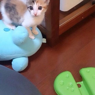  1ヶ月すぎのパステル三毛ちゃん お見合い決定