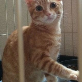 可愛い茶トラのオス（3ヶ月）の里親を探しています