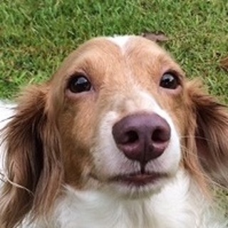 里親様決定★珍しいハイボールド？ダックス君