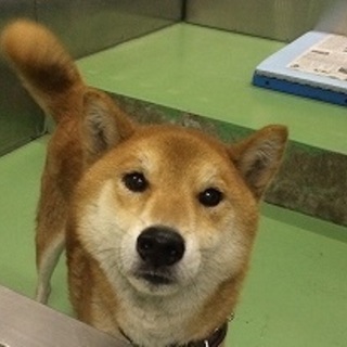 無事に飼い主様に返還されました★迷子？柴犬