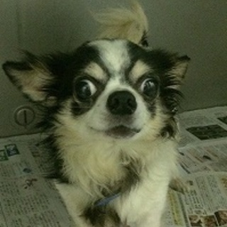 里親様決定です★満室手前★チワワちゃん