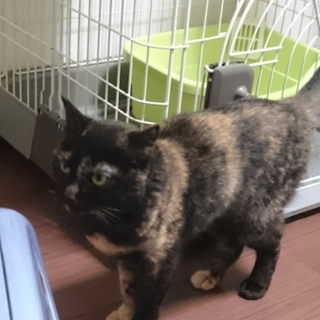 サビ猫、♀避妊済みの里親さん募集。