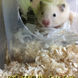 「モッピーの癖を把握して、レイアウトを模索しなきゃ」サムネイル1