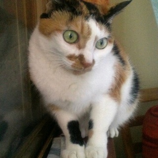 行く場所がない飼い主死亡の猫10歳