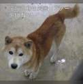 愛媛県動物愛護センターに保護されています！