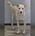 愛媛県動物愛護センターに保護されています！