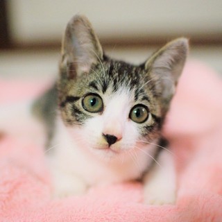 大雨の日に発見されたキジトラ明くん