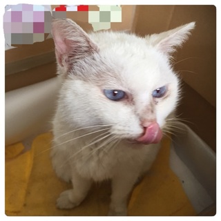 新しい家族を探しています！