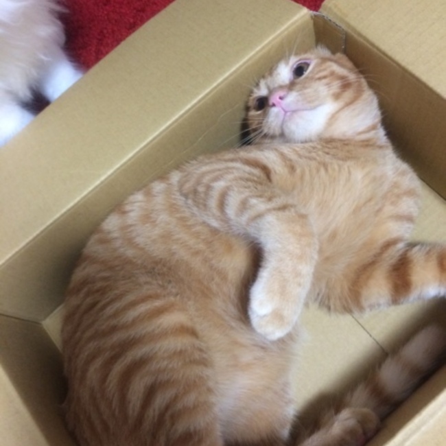 たるたる のカバー写真