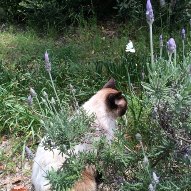 マクコのカバー写真