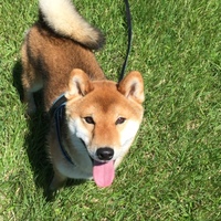 ごん