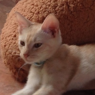 優しい子です。