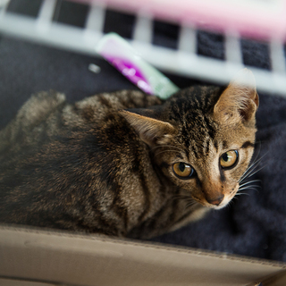 バイパスの中央分離帯でうずくまっていました。