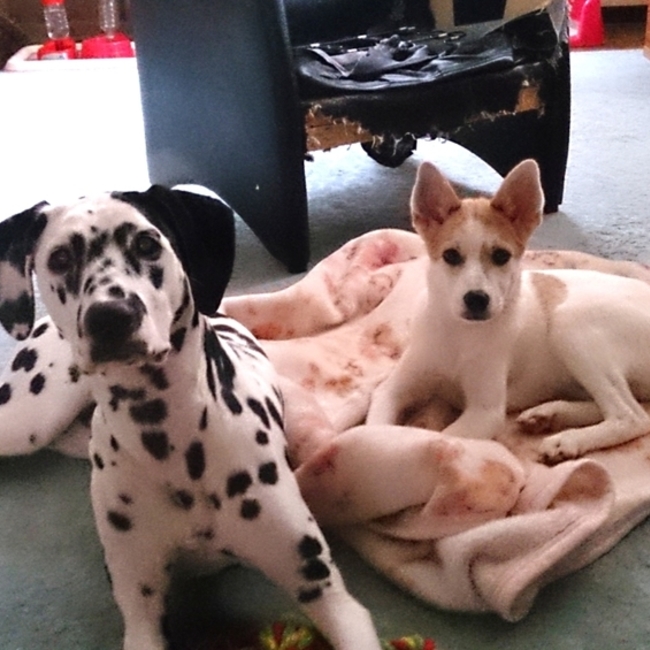 mk6662r1のカバー写真