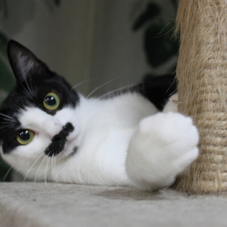 健気なハチワレお母さん猫です