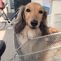 モアちゃん