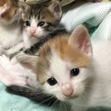 仔猫可愛がってくださいませ。