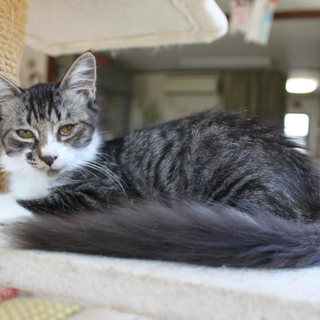 ダヤンみたいな女の子