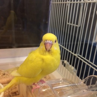 里親さん募集です。