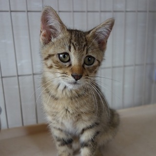 にゃんとも可愛い甘えん坊のアンディーくん