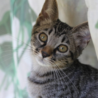 サバトラのやんちゃ娘です