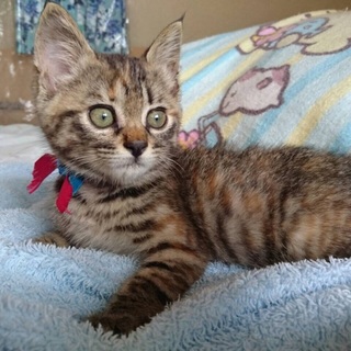 家族の一員として迎えてくださる方募集してます！