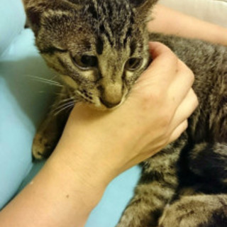 助けてください。甘えん坊の捨て猫です。不妊済