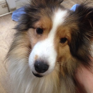 シェルティー オス 6歳