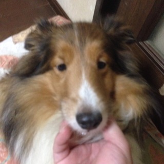 シェルティー メス 8歳