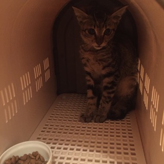 人馴れ子猫♡キジトラの里親さん募集‼︎