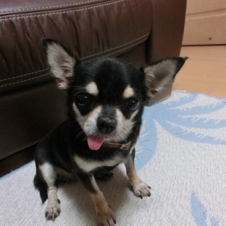 「ボタン」人が大好き、後ろを付いてきます