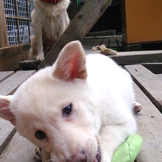 7月8日生まれ 人懐こい子犬ちゃん②