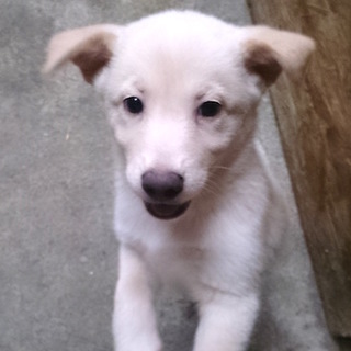7月8日生まれ 人懐こい子犬ちゃん③