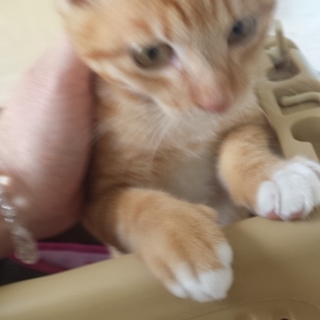 元気な茶トラの男の子です